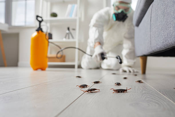 Commercial Rodent Management in West Slope